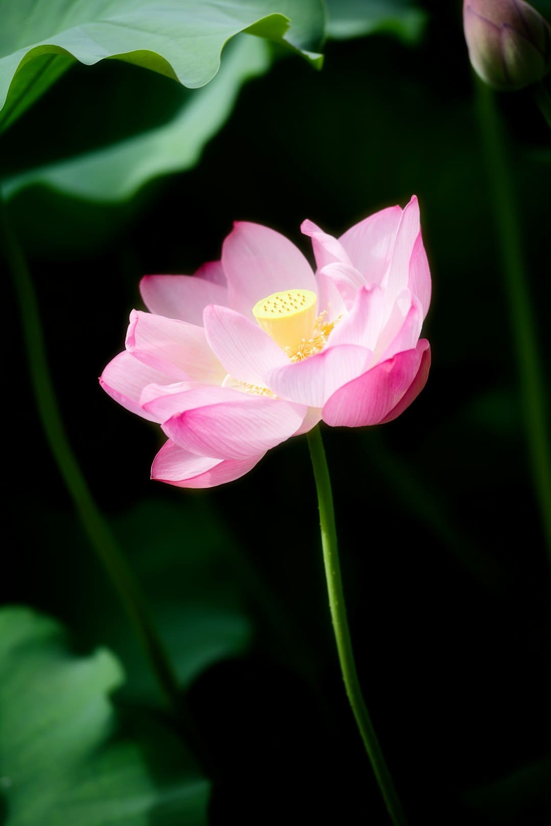 灯满泉州，花灯灿烂(视频)